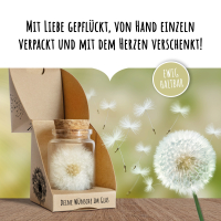 Wunscherfüller Pusteblume im Glas mit Geschenkbox